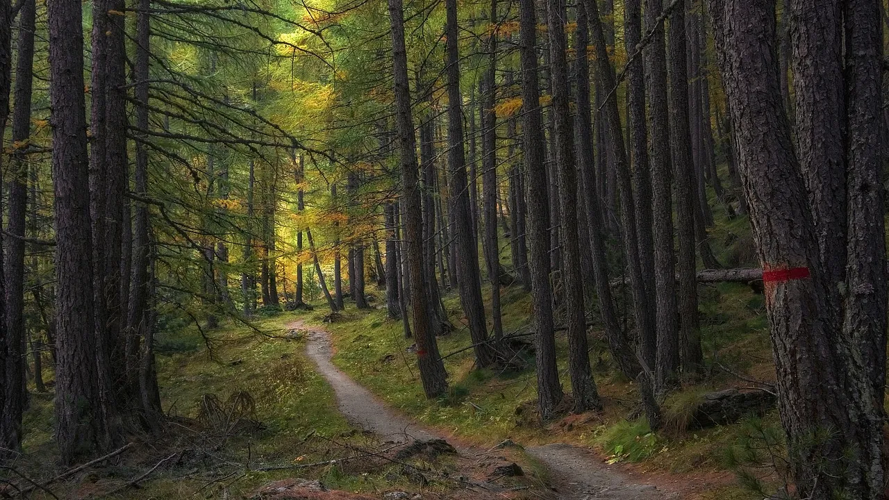 Un sentier de forêt et sa balise rouge peinte sur un tronc